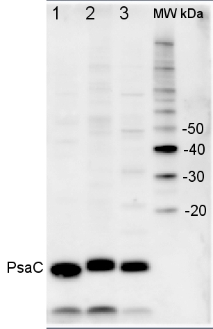 Wesatern blot with anti-PsaC antibody